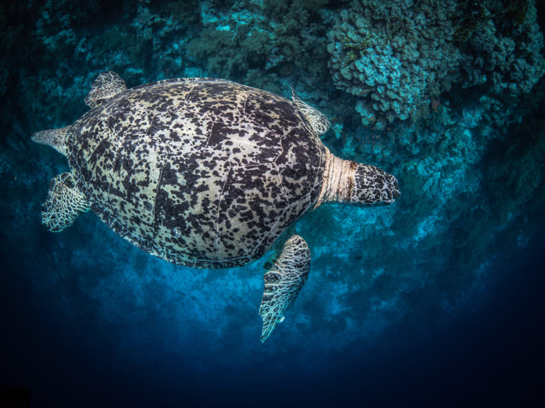 żółw - Red Sea